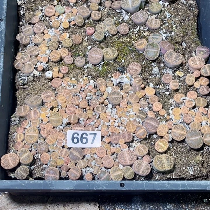 667 带盆生石花一物一图如图