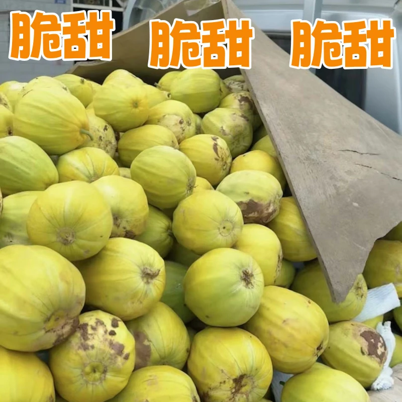 正宗黄皮水果丑八怪香瓜薄皮大果甜瓜水果超甜大果8方黄色甜瓜