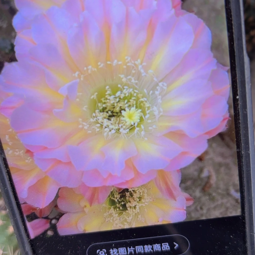 爱华彩侧牙20包邮仙人球40