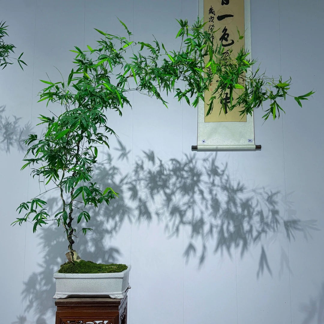 茶空间精品#精致百搭款小叶簕竹高端盆景，给茶室茶空间增添高级感