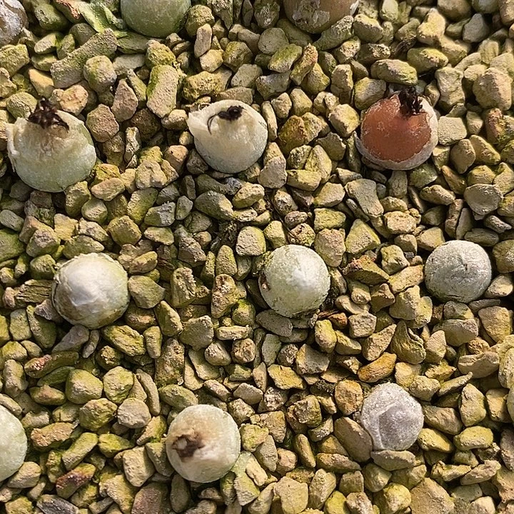 哈默灯泡1颗。