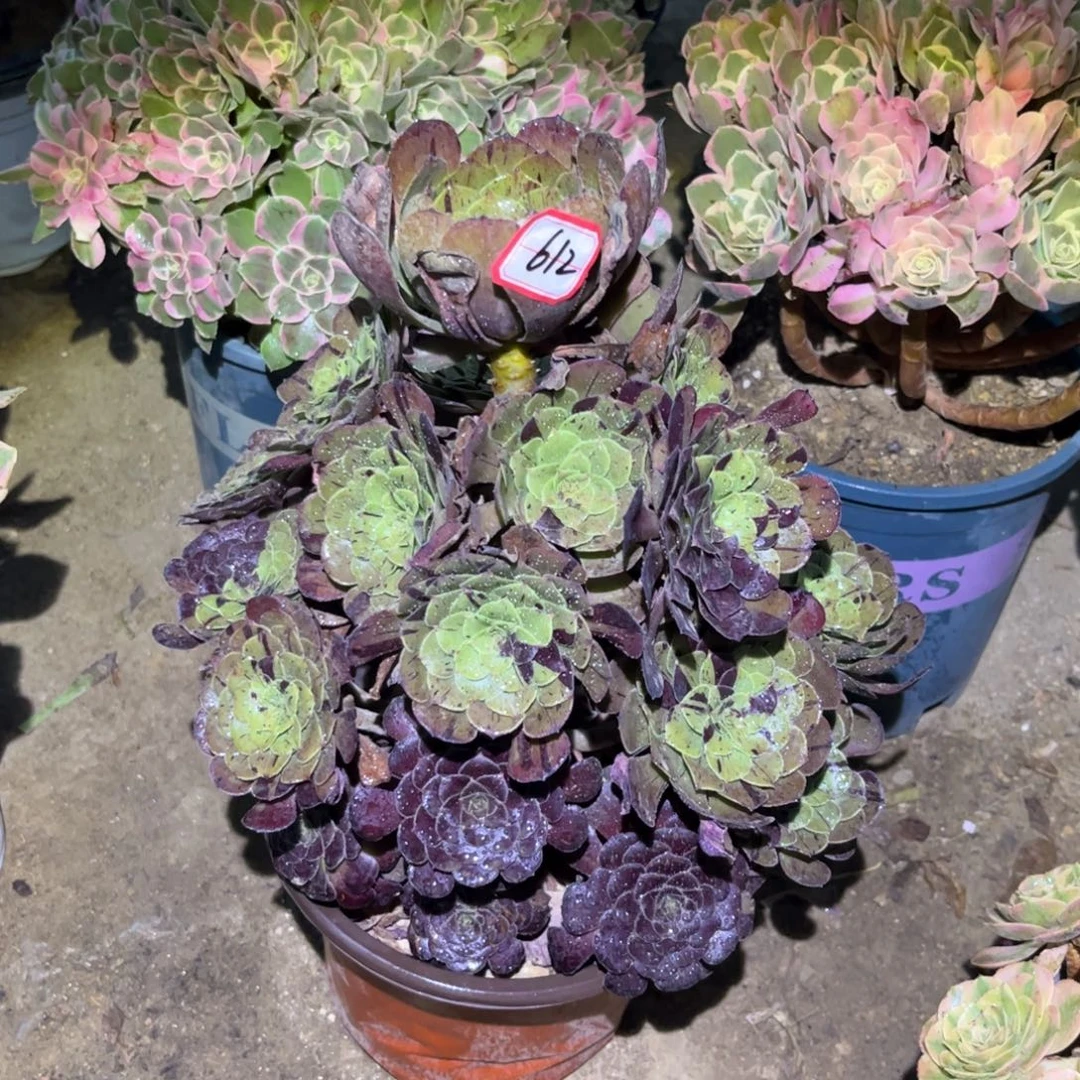612多肉植物梅花蝴蝶