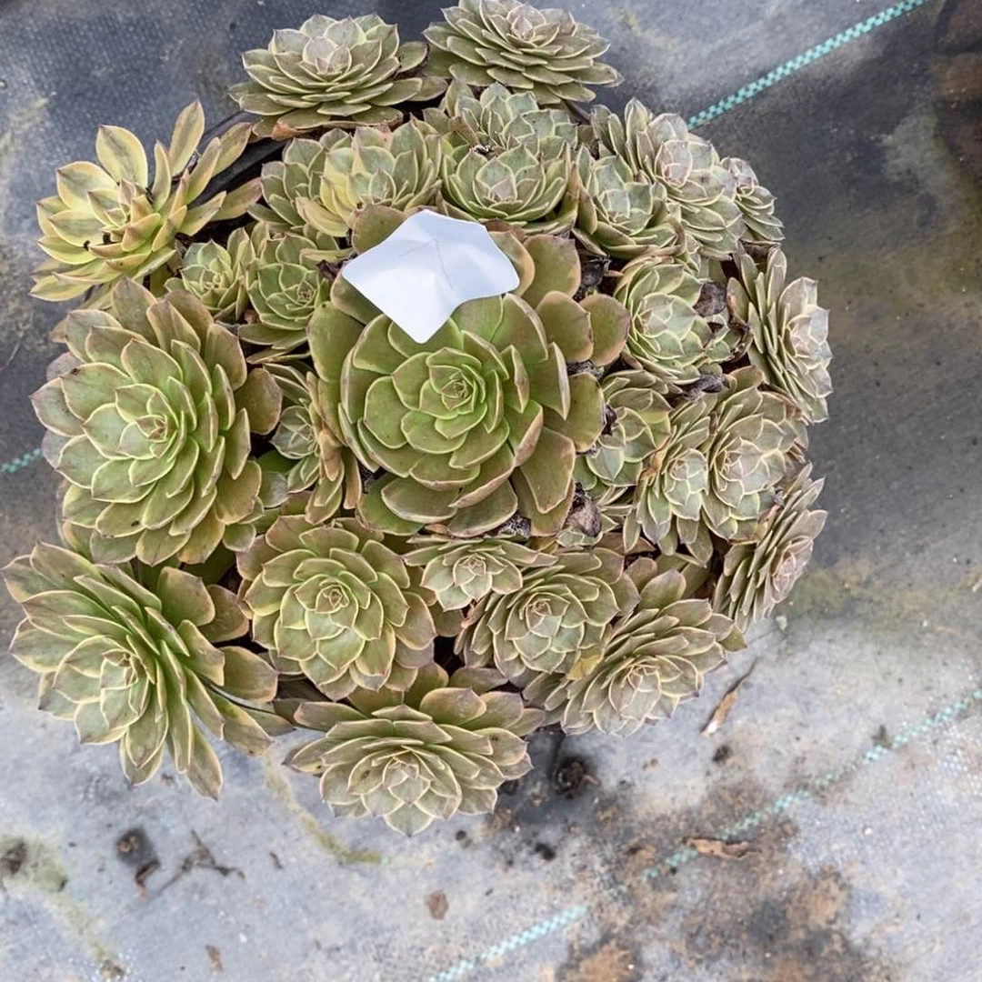 多肉植物组合拼盘7