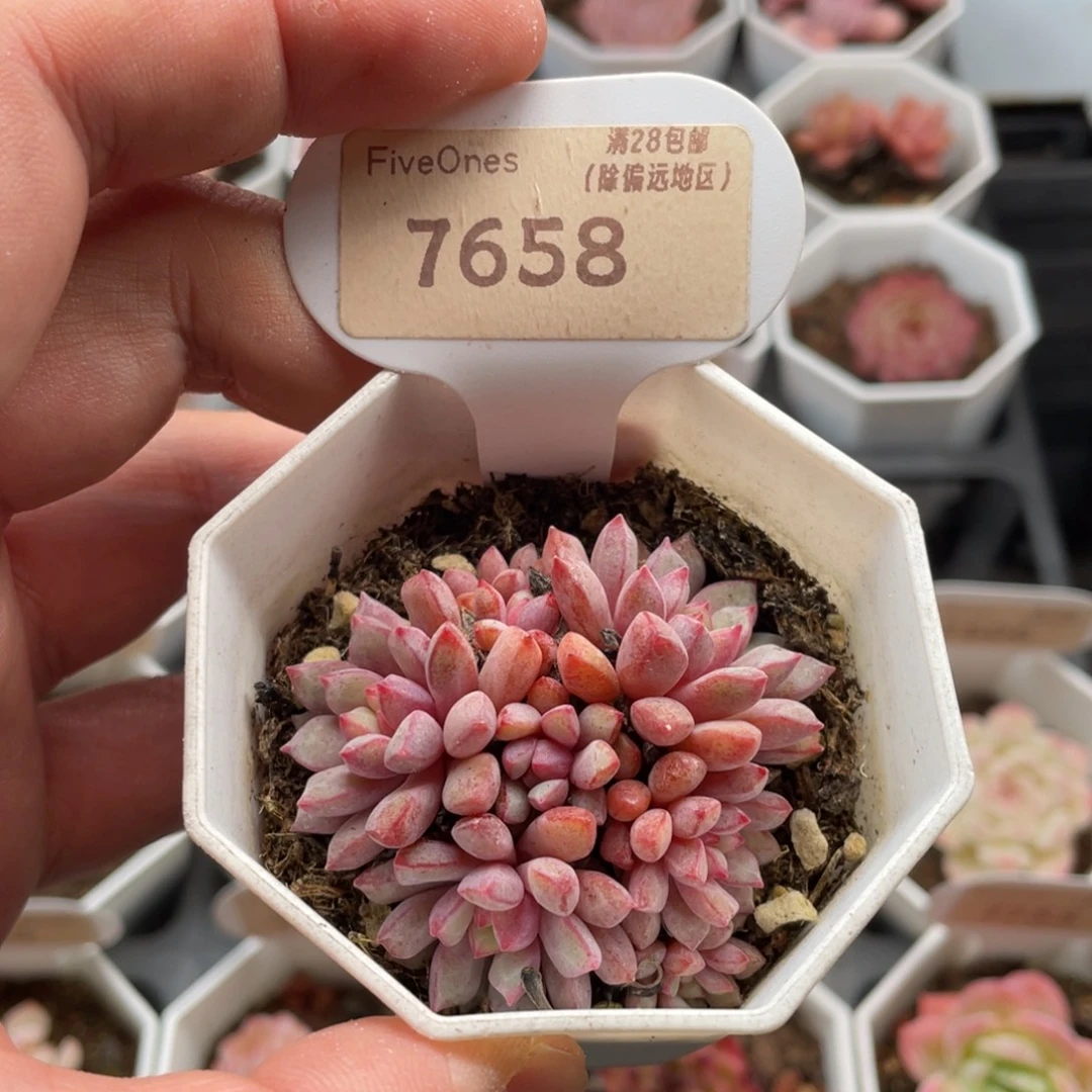 蓝宝石7658-5.5厘米