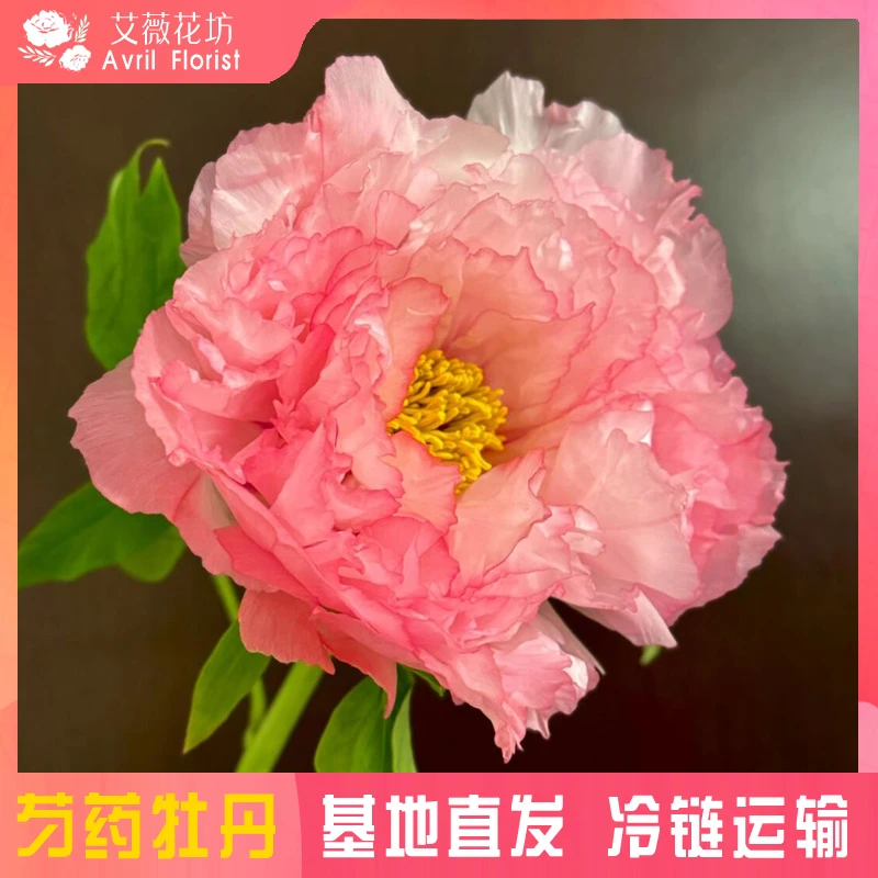 『旭港』牡丹鲜花 年宵花 芍药鲜切花 山东基地直发