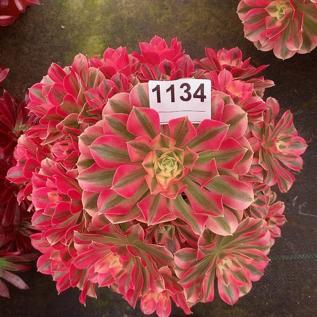 红陶1134女巫4多肉