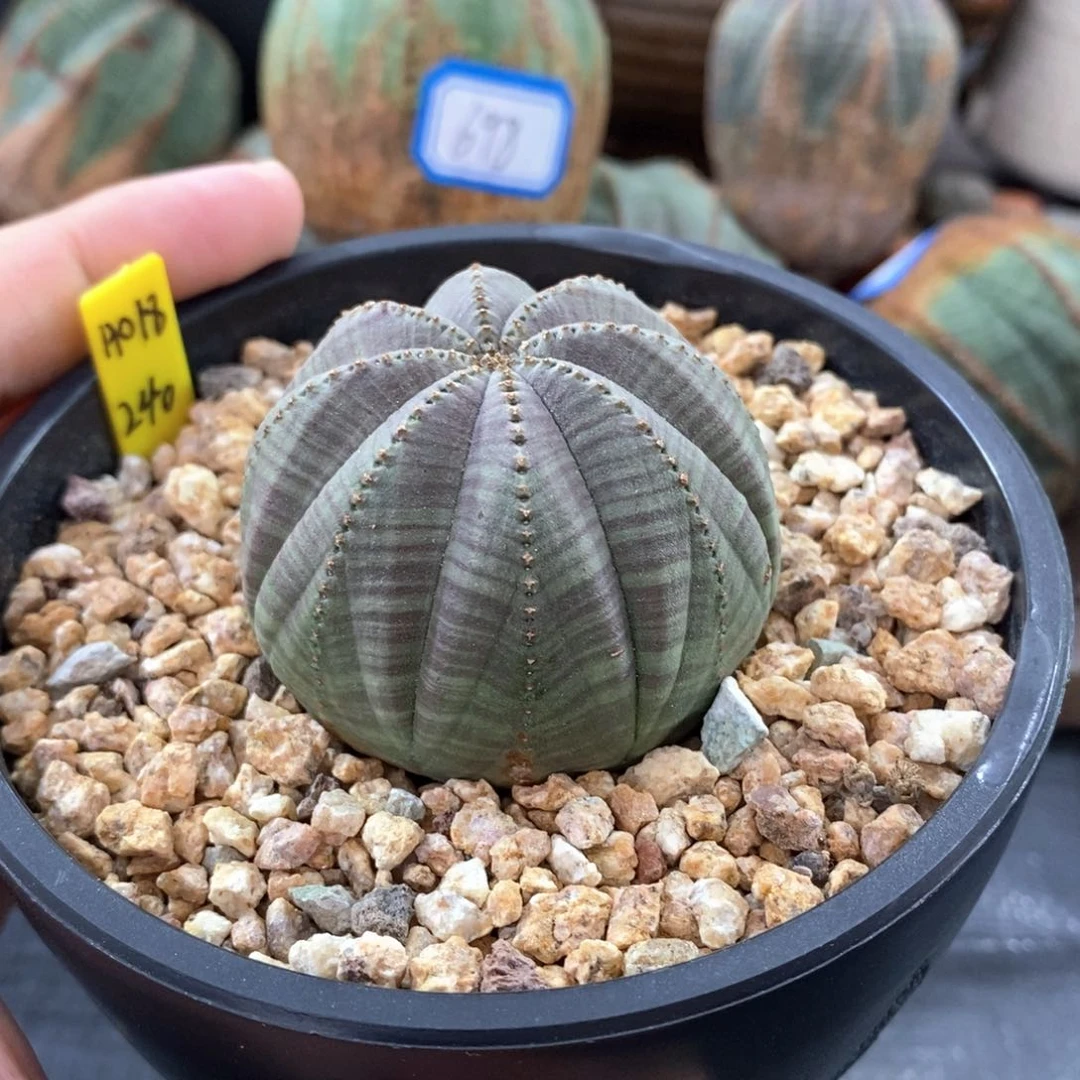 欧系实生布纹球多肉植物