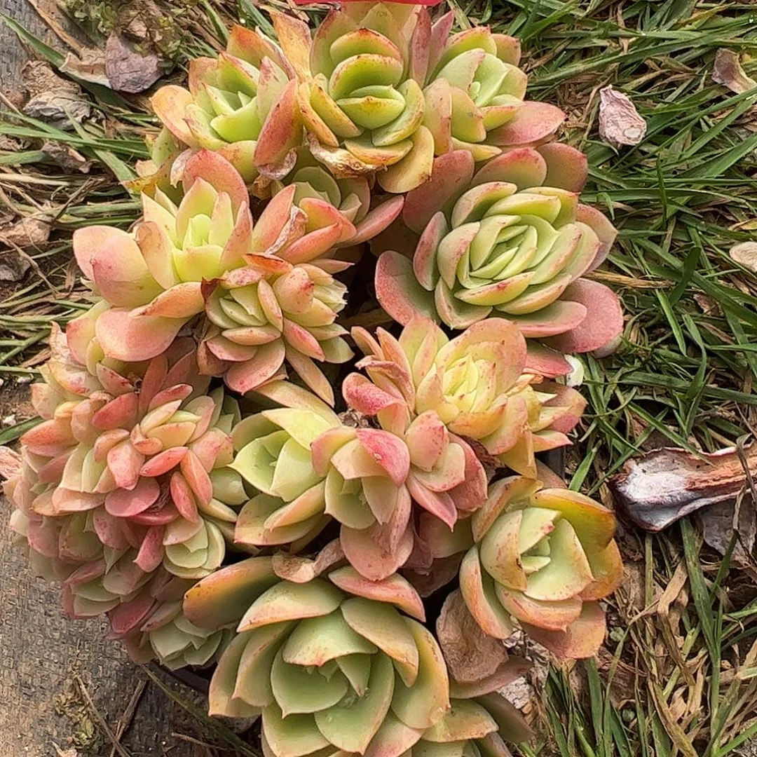 371号星娜塔，一物一拍