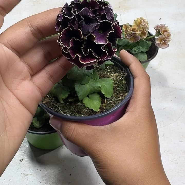 4***水完全开放茶水36.66