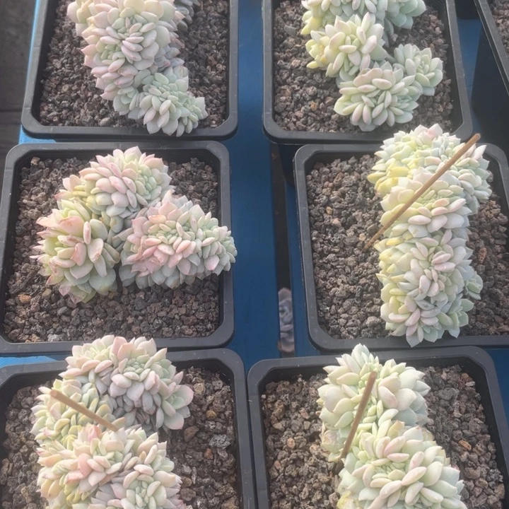 小叶恋曲缀化，开播福利