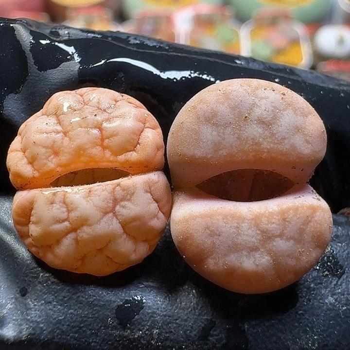 生石花111111。  119