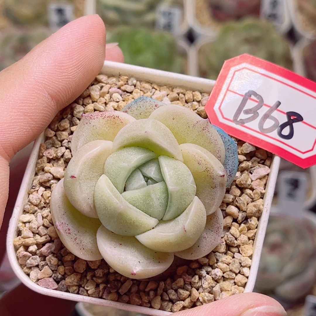 B68一物一拍 落云