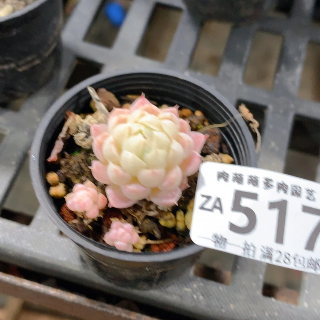 肉萌萌拇指盆精控多肉ZA517