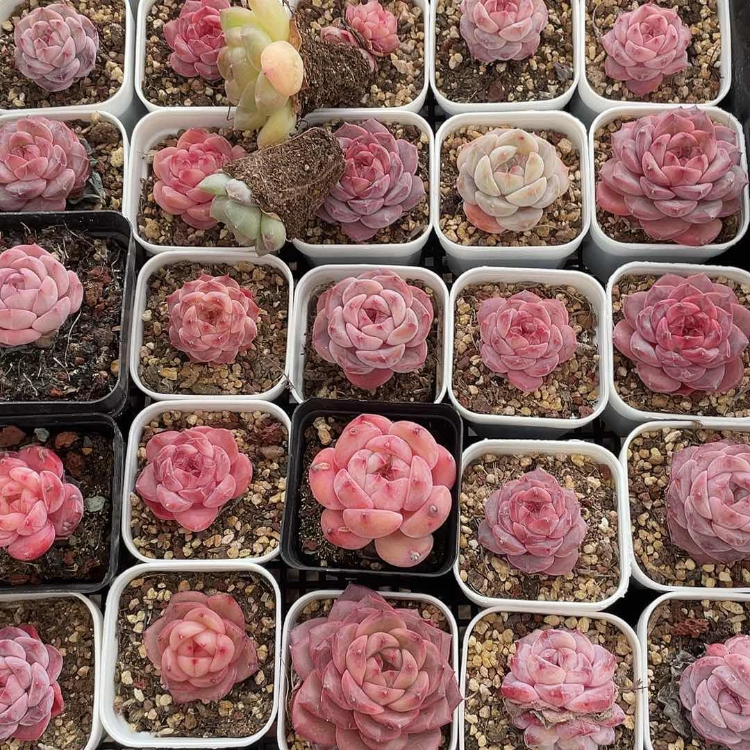 败*糖心混一物一拍104