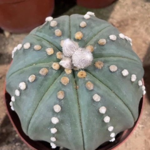 犀***牛恭喜发财恭喜发财
