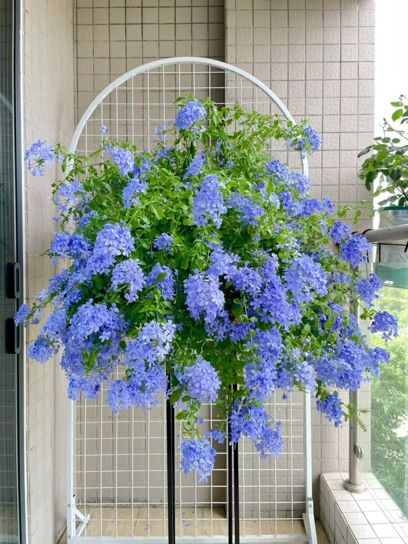 蓝雪花盆栽苗耐热好养适合庭院阳台室内外种植
