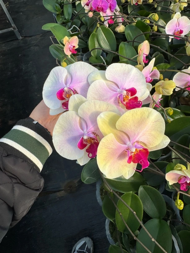 【蒙娜丽莎】蝴蝶兰 3.0寸不带花剑