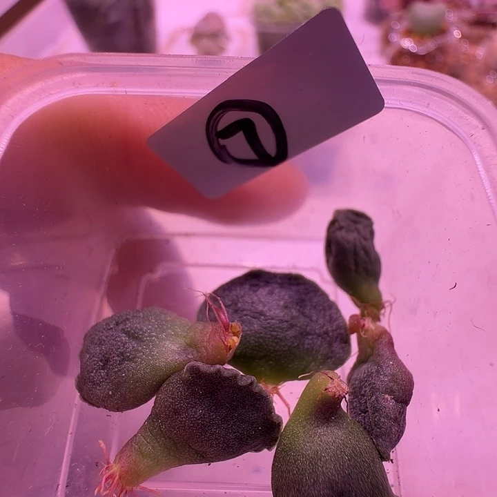 7号，达摩海豹叶片5片一组福利特