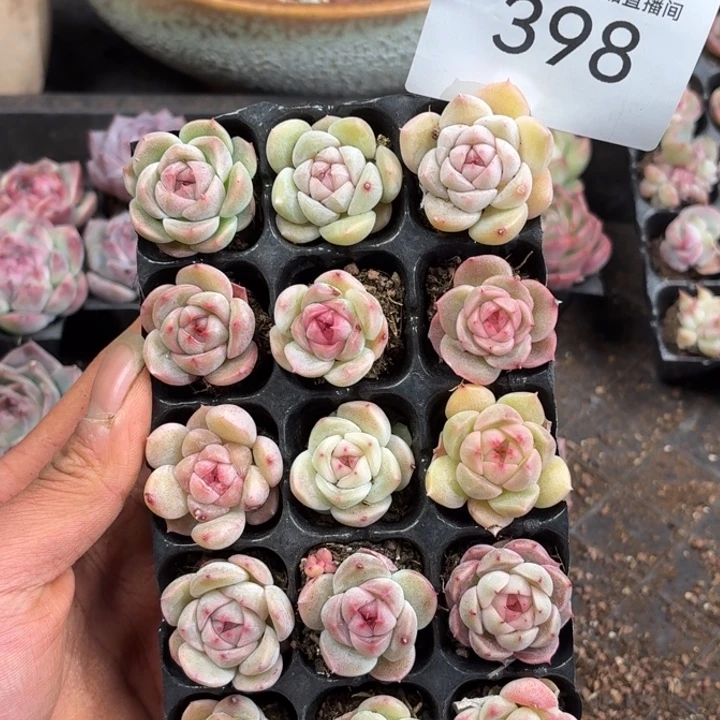 麒***宝398。
