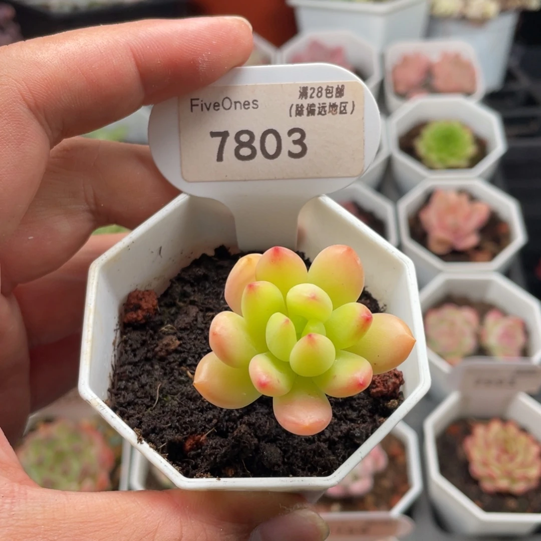 春萌7803-4.0厘米