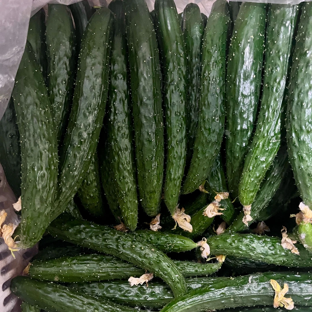 【猴瘦瘦农场】津研七号黄瓜三斤/五斤新鲜