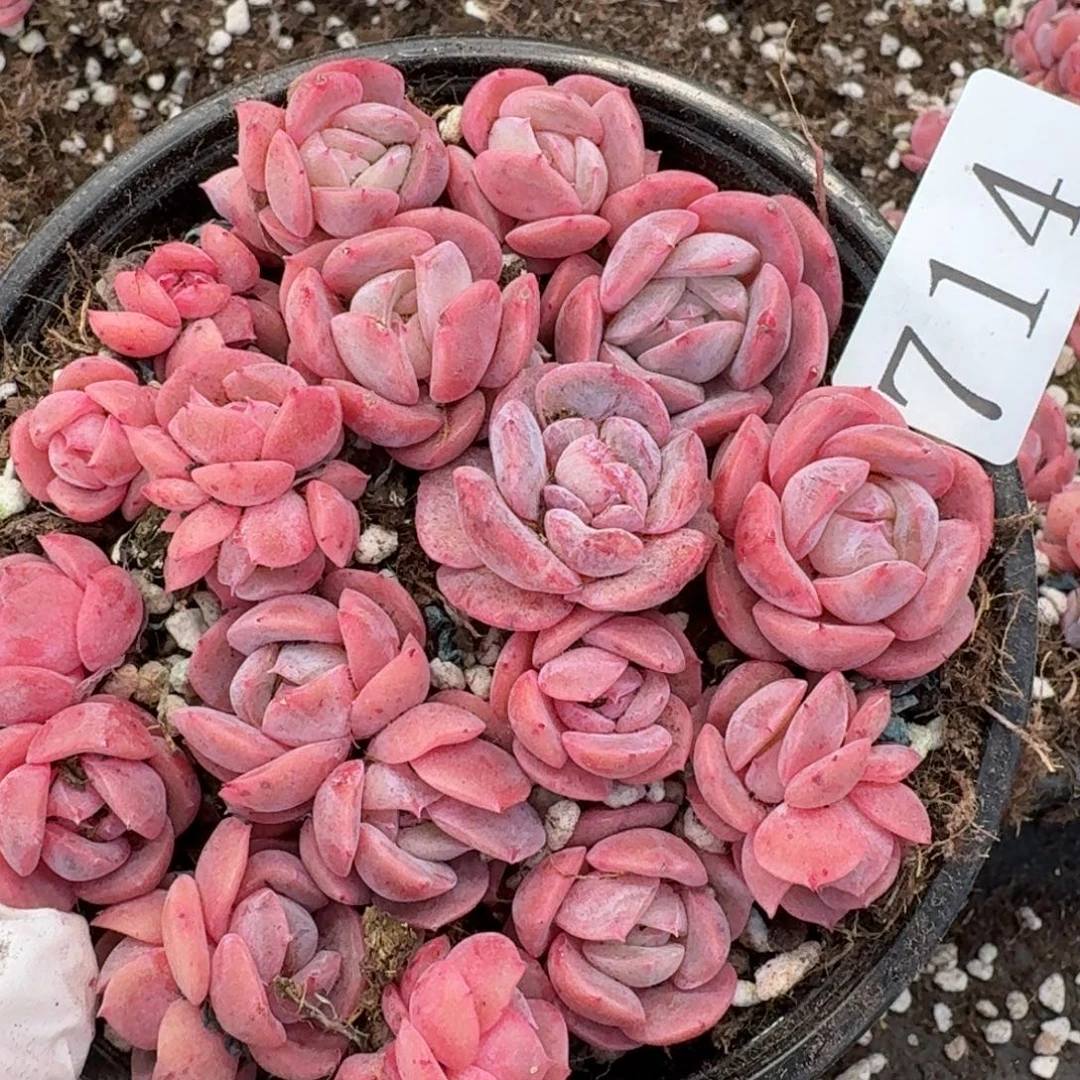 多肉植物多肉植物714