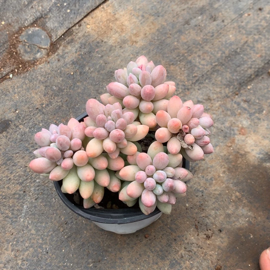 我们就像这只蝴蝶飞得
