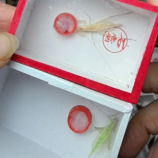 蟋蟀石杂青加保定青