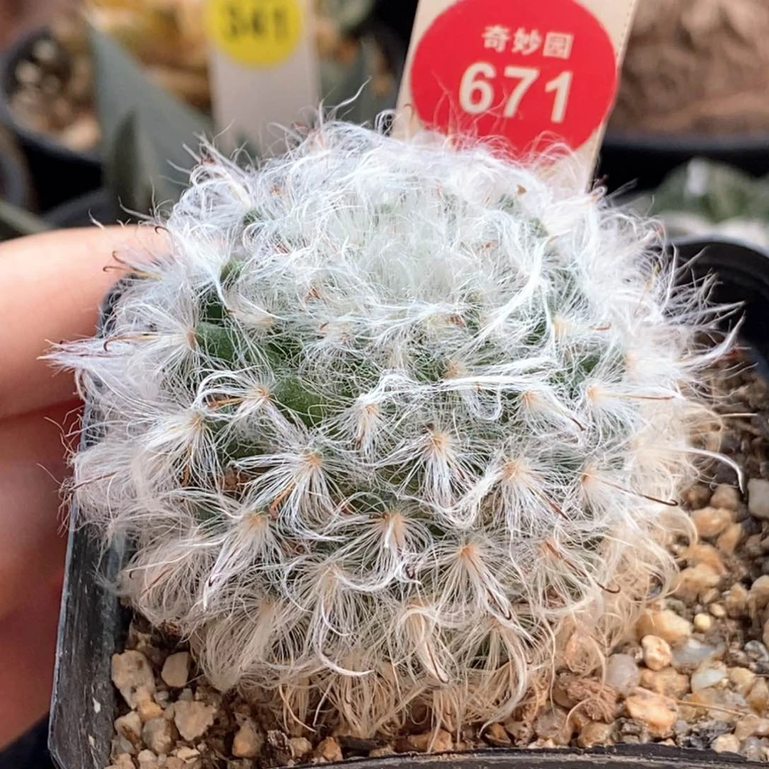 实生浓毛白云高砂一颗仙人球