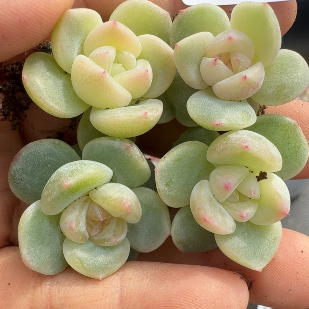 一物一拍一物一拍1107-194