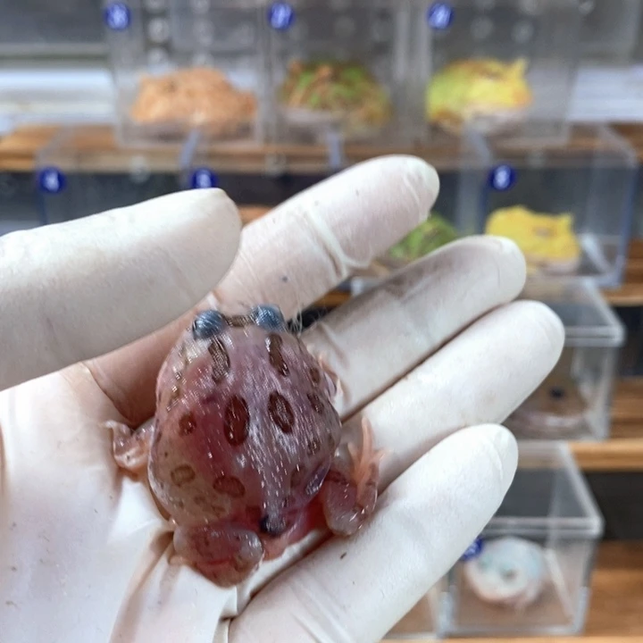 用***9角蛙142号紫色变异角蛙