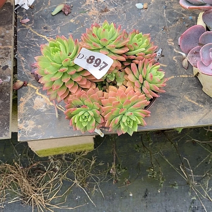 L***N897马库斯多肉植物多肉