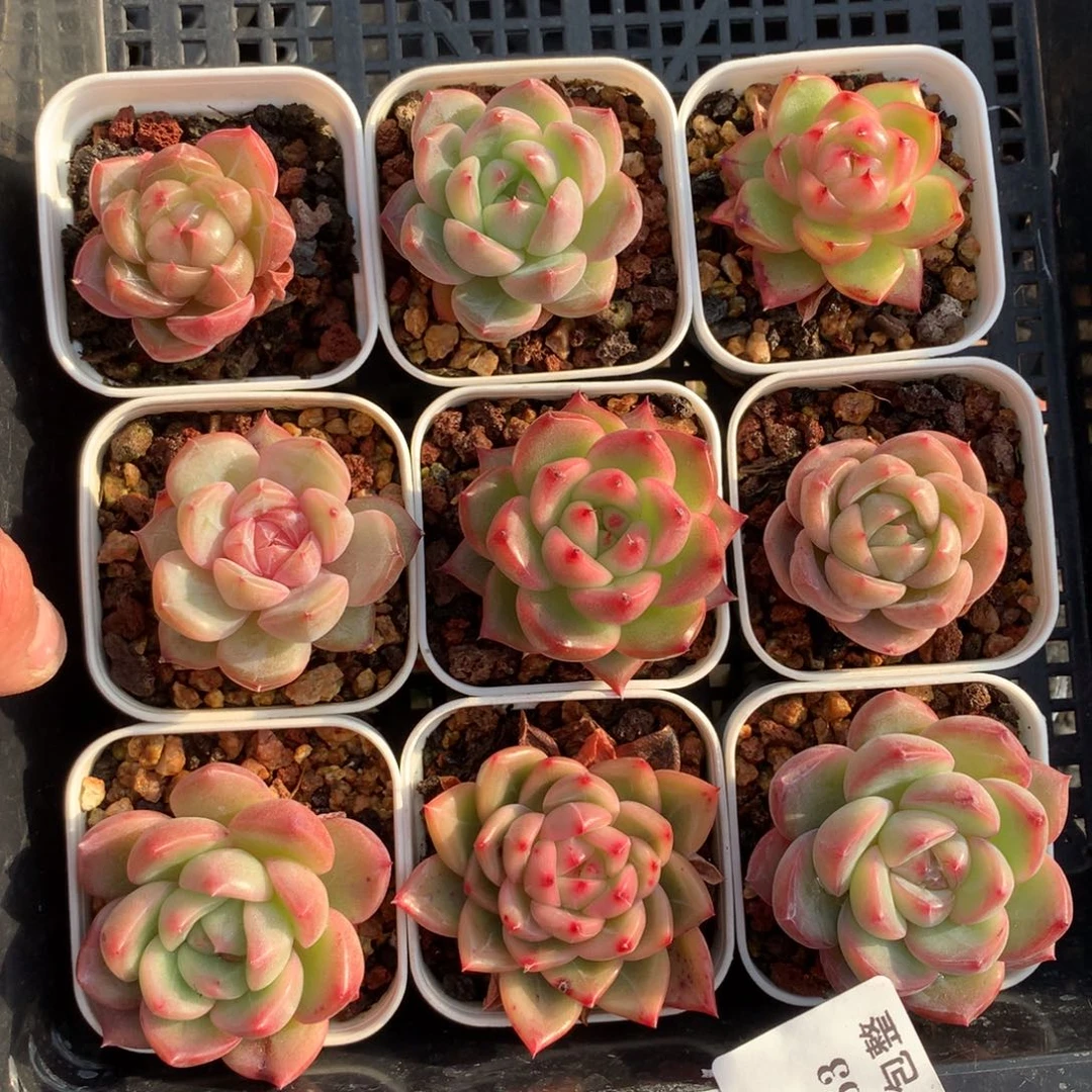 1213-53 珍妮套餐