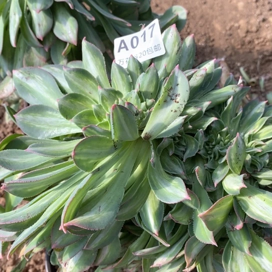 017幻影缀多肉植物