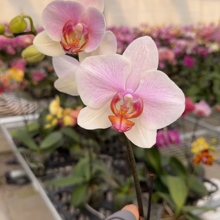 完全开放M535剪梗