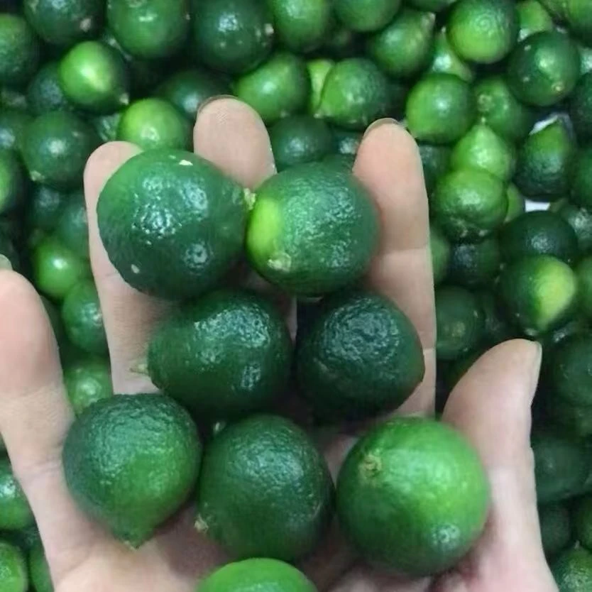 海南小青金桔奶茶店饮品调味专用小青桔