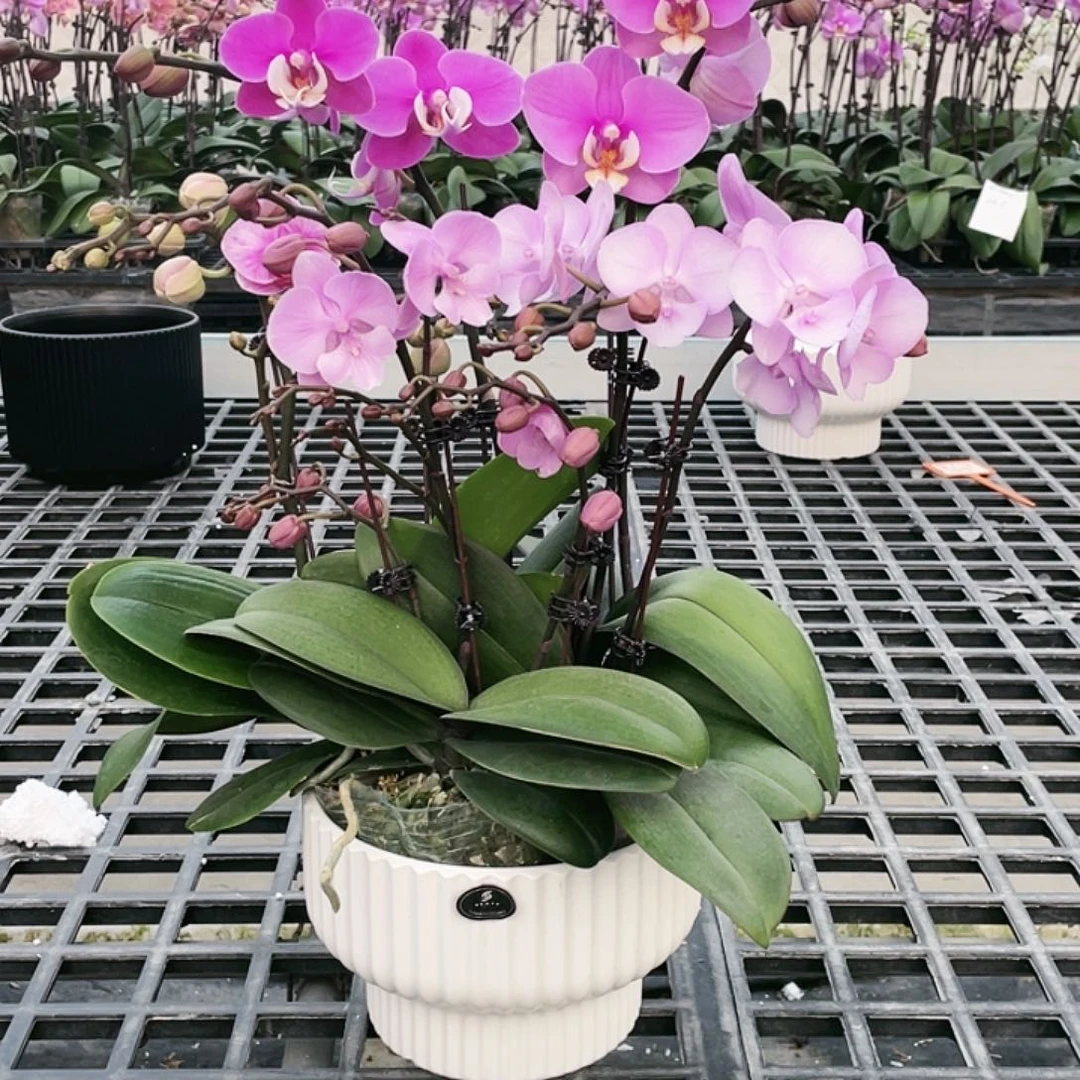 鲨***宝无花朵。。。。。。。。。。。