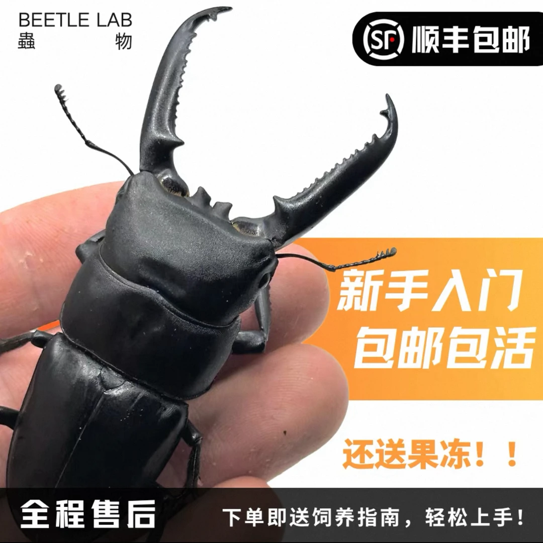 【中华扁锹】宠物甲虫大扁锹新手入门独角仙锹形虫