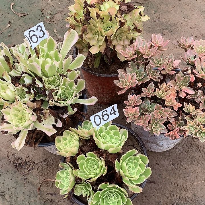 无花朵064四颗多肉植物组合
