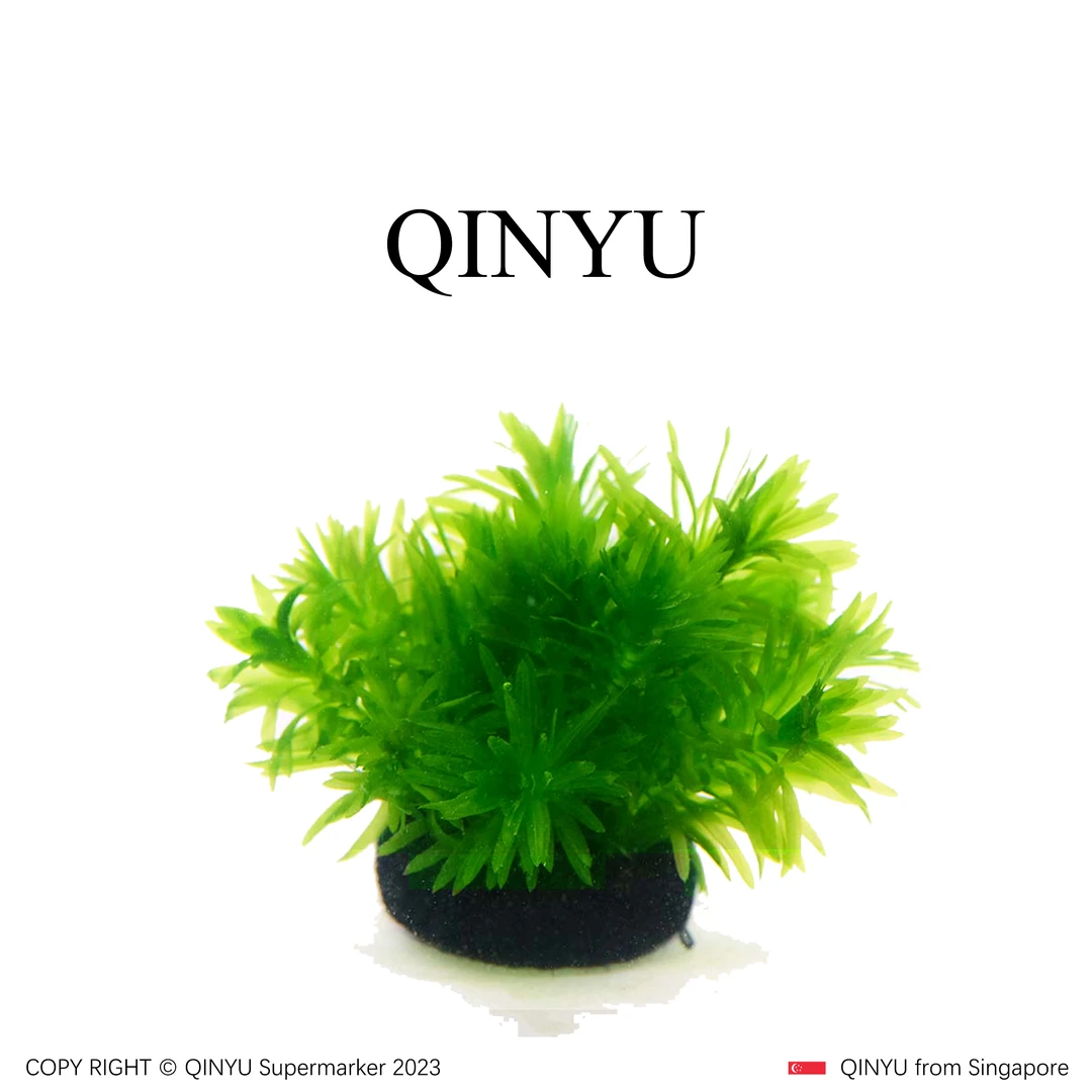 【直播福利】蜈蚣草坨草 新手懒人水草 无需底沙入缸成景