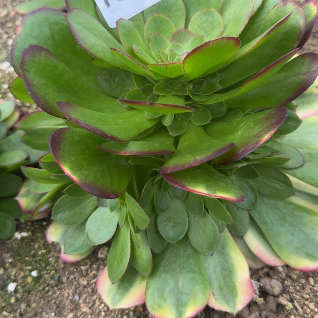 1895雨荷。多肉植物