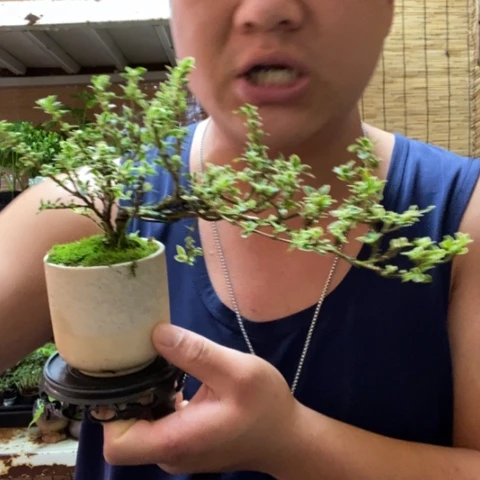 红陶一物一拍所见即所得24