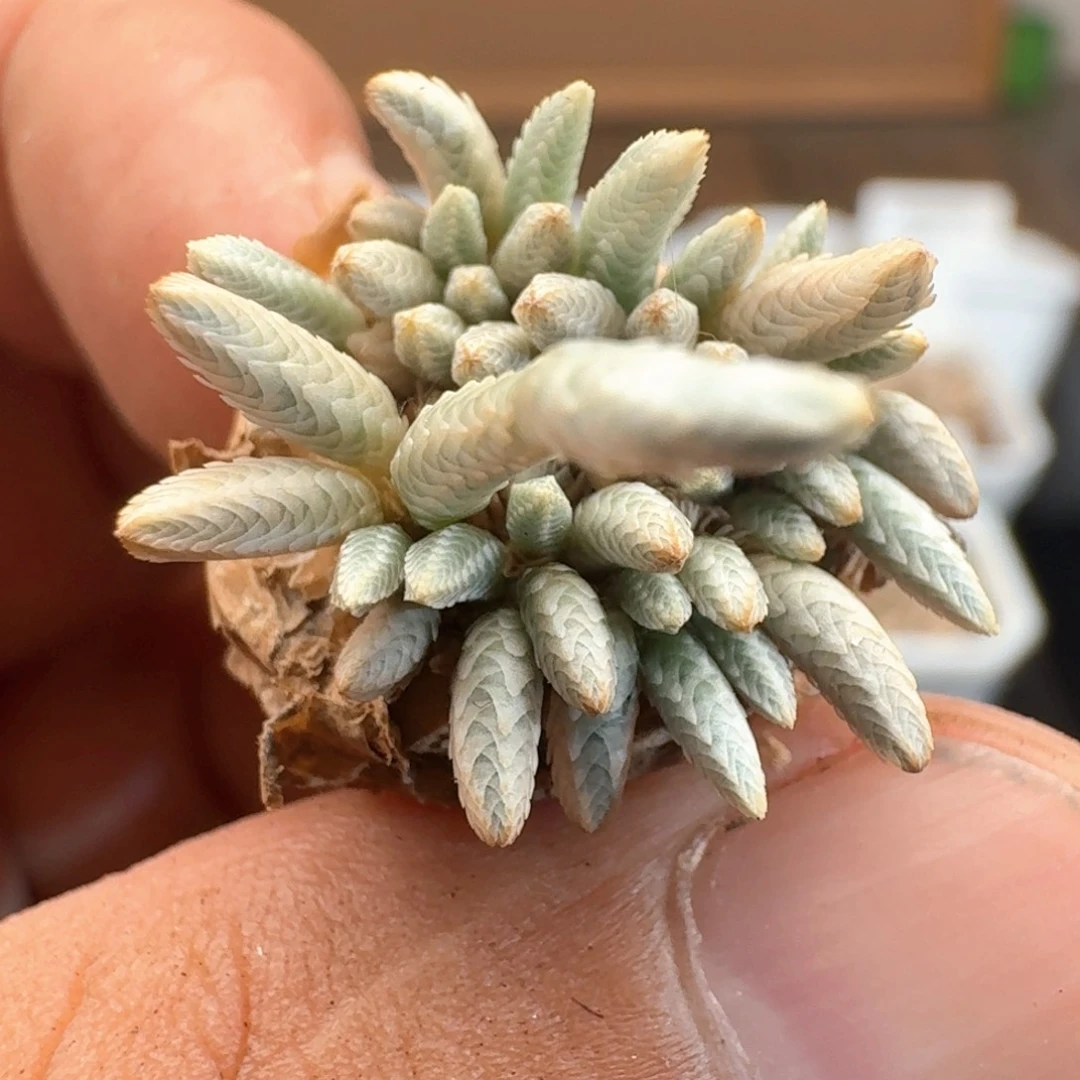 22 最后一颗福利白花韧锦。