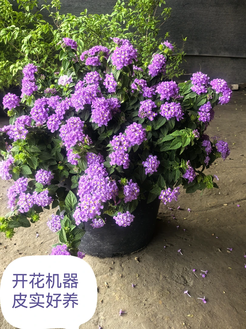 五色梅马缨丹花苗盆栽耐寒耐热四季开花适合室内庭院种植