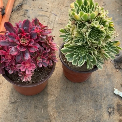 艳宁➕美杜莎31多肉植物法师