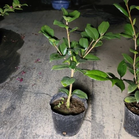 全部花苞超级黑贝根接苗