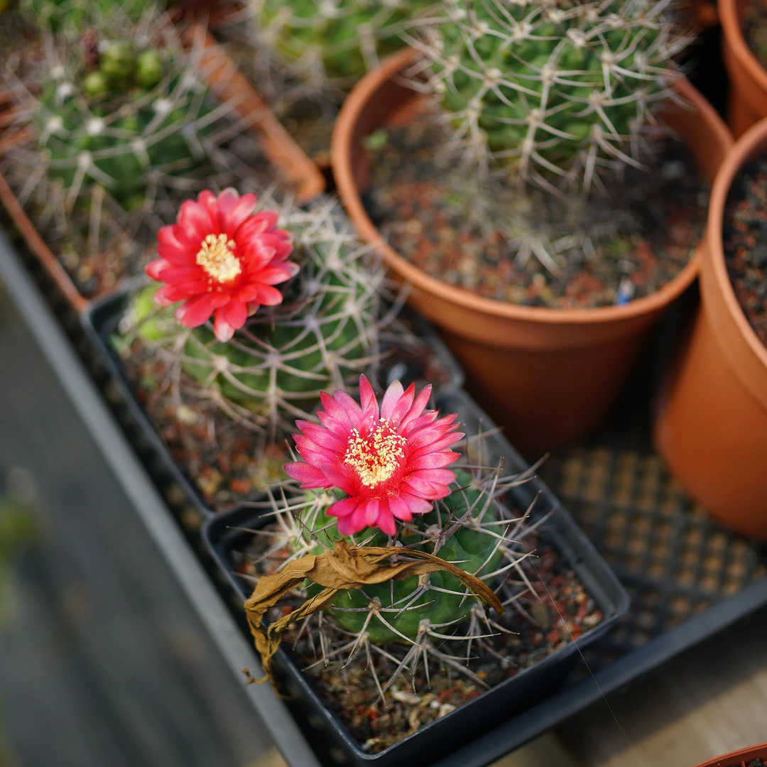 Gymnocalycium oenanthemum 火东球