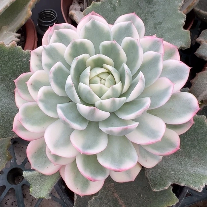 韩水晶锦一物一拍锦龙