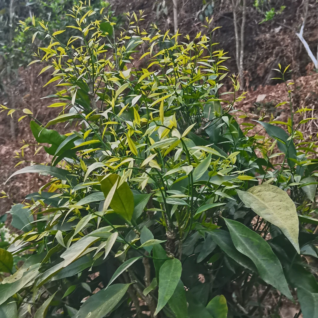 云南野生附近甜菜树苗植物雷公菜苗，长蕊甜菜，雷公菜，新鲜甜菜苗
