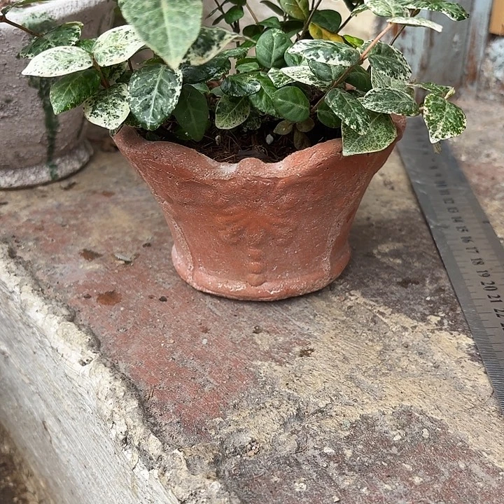 许纯的花房 福利小盆